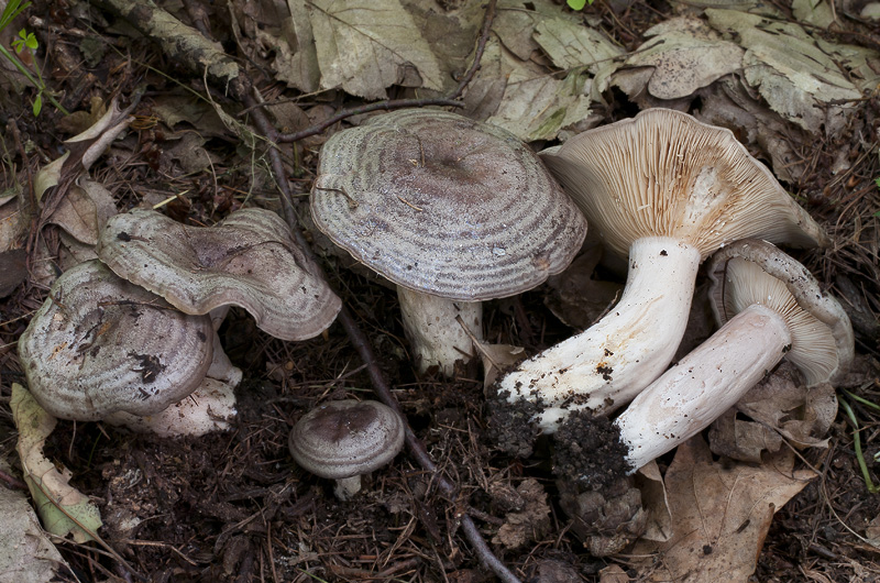 Lactarius circellatus